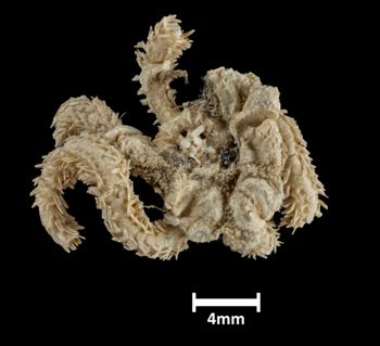 Media type: image;   Invertebrate Zoology OPH-1511 Description: Top down view of single ophiuroid specimen with a scale bar.;  Aspect: dorsal